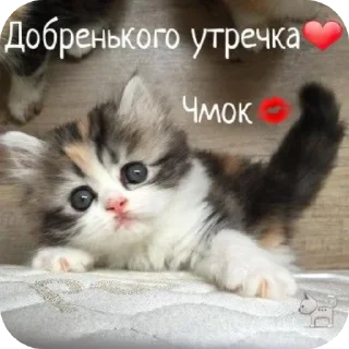 🐱 emoji С добрым утром Telegram sticker 13 of 40