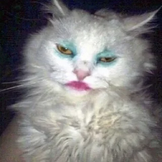 😒 emoji funny cats Telegram sticker 15 of 40