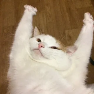 😏 emoji funny cats Telegram sticker 5 of 40