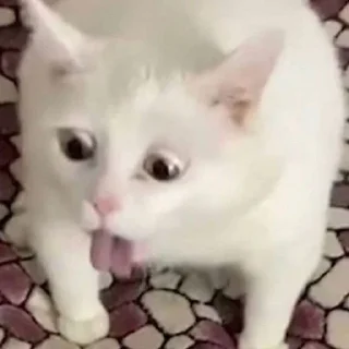 🤢 emoji funny cats Telegram sticker 9 of 40