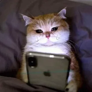 😭 emoji funny cats Telegram sticker 7 of 40