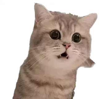 🤔 emoji крутые коты • @STIKmew Telegram sticker 9 of 101