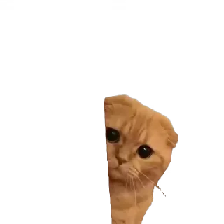 🫣 emoji крутые коты • @STIKmew Telegram sticker 8 of 101