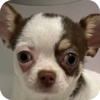 🐶 emoji Женины жопы Telegram sticker 6 of 20