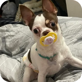 🐶 emoji Женины жопы Telegram sticker 10 of 20