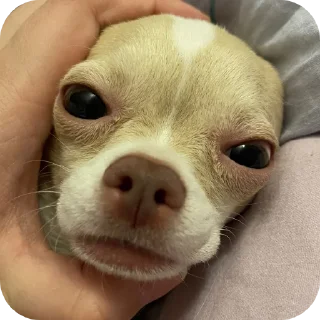 🐶 emoji Женины жопы Telegram sticker 8 of 20