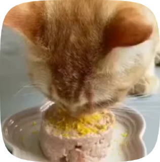 🐱 emoji Рандом видео Telegram sticker 8 of 27