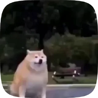🐶 emoji Рандом видео Telegram sticker 17 of 27