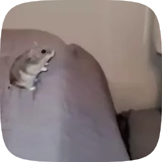 🐹 emoji Рандом видео Telegram sticker 15 of 27