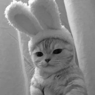 🍪 emoji любимому котику Telegram sticker 22 of 32