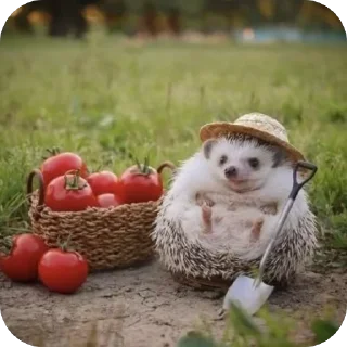Sticker from Hedgehogs • @Earth928B