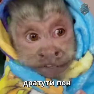 🤩 emoji Монке Пон @amgbio Telegram sticker 23 of 50