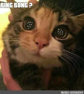 🌟 emoji 😂😺мемные котики Telegram sticker 23 of 46