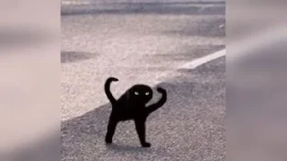 😂😺мемные котики sticker 4