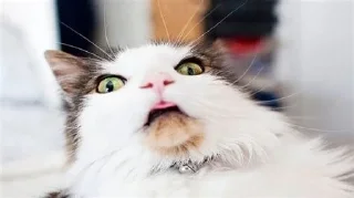 😂😺мемные котики sticker 1