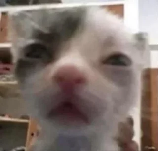 🌟 emoji 😂😺мемные котики Telegram sticker 17 of 46
