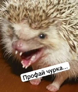 🌟 За ежей, Telegram sticker 9 of 14