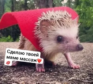🌟 За ежей, Telegram sticker 12 of 14