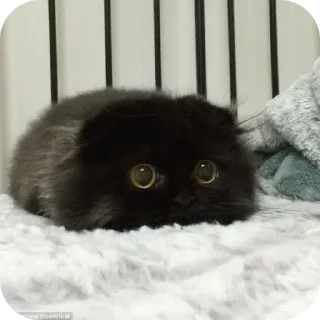 🐱 Котья, Telegram sticker 22 of 34