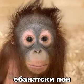 🥴 emoji ПОНчики @eternl7 Telegram sticker 15 of 24