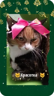 👍 C новым годом! @Cathouse_mrr, Telegram sticker 22 of 26