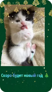 🎄 C новым годом! @Cathouse_mrr, Telegram sticker 13 of 26