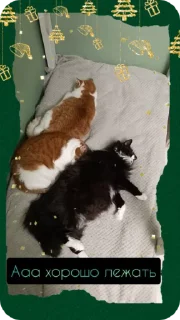 🐱 C новым годом! @Cathouse_mrr, Telegram sticker 23 of 26