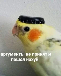 🖕 ayra, стикер Telegram 10 из 81