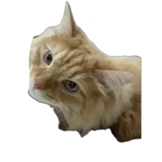 🐱 STICERBOOM, стікер Telegram 17 з 18