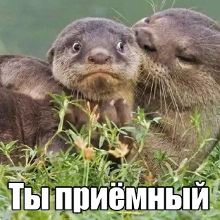 😳 @citatyanimal Выдры, стікер Telegram 13 з 108