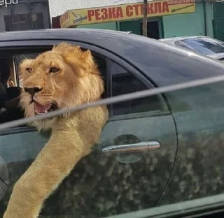 🌟 Автопиздец [by teplovo3nik], стікер Telegram 10 з 120