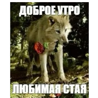 шишка