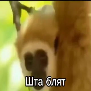 🤯 Бибизяны V2 от @FaputaFromAbyss by @DuoSticker_bot, стикер Telegram 13 из 86