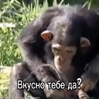 😋 Бибизяны V2 от @FaputaFromAbyss by @DuoSticker_bot, стикер Telegram 7 из 86