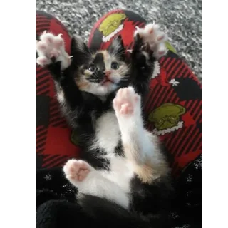 🙃 коты, sticker Telegram 10 sur 56