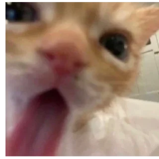 😚 коты, sticker Telegram 5 sur 56