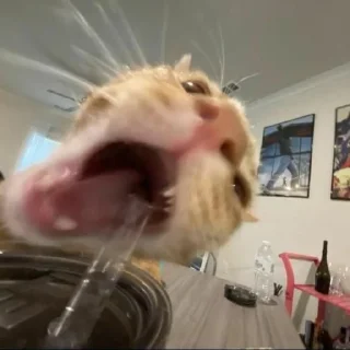 😨 коты, sticker Telegram 15 sur 56