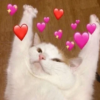 коты