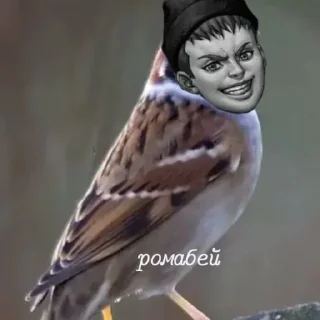 ✨ Пидорас, sticker Telegram 21 sur 68