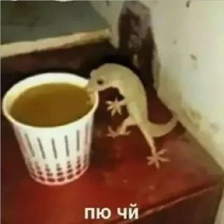 ☕️ Стикерпак кота, sticker Telegram 14 sur 75