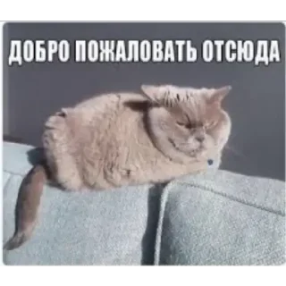 Стикерпак кота