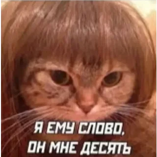 😠 Стикерпак кота, sticker Telegram 7 sur 75
