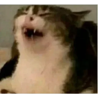 😹 Стикерпак кота, sticker Telegram 16 sur 75