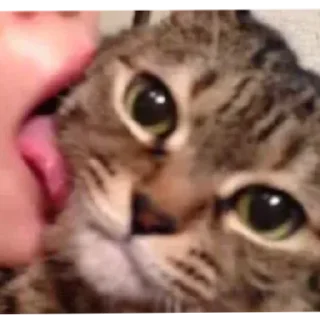 @por6n