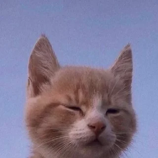 🫶 Для моих заек, Telegram sticker 11 of 25