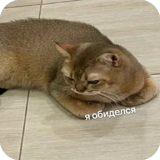 🌟 cheburek, стікер Telegram 9 з 27