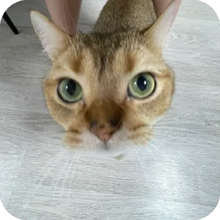 🫥 cheburek, стікер Telegram 19 з 27