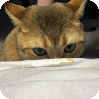 🫥 cheburek, стікер Telegram 18 з 27