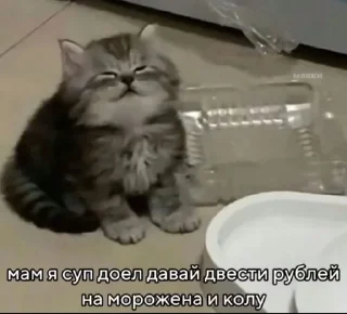 🌟 Я ФИЗМААТ, sticker Telegram 16 sur 108