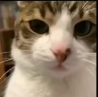 😡 коты, Telegram sticker 12 of 50
